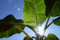 Seedeo Darjeeling-Banane (Musa sikkimensis) 10 Samen