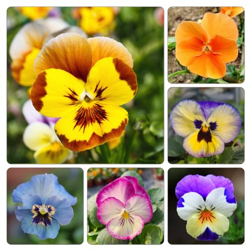 semi di viola del pensiero, balcone d'appartamento esotiche decorazioni giardino per esterni in vaso arredamento soggiorno varietà antiche biologiche 300pcs