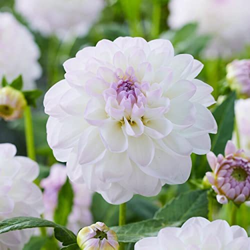 Garden State Bulb Eveline Dahlia Flower Bulbs, White, Spring Planting (Bag of 4)