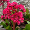 100 semi di fiori freschi di bergenia rossa