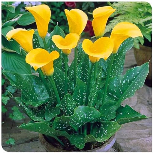 Farbige Calla-Lilienzwiebeln – winterharte Stauden – lange Blütezeit und leuchtende Farben – geeignet für Blumenbeete und Balkone-6zwiebeln-C