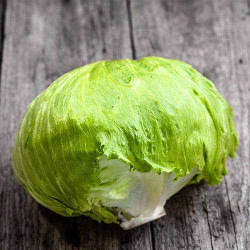 semillas de lechuga iceberg, raras lechuga iceberg fresca de exóticas resistentes de jardín 1000pcs