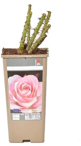 Rosal Perfumado Color Rosa Arbusto de Exterior Flores Rosa