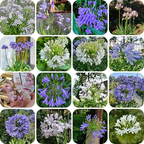 planta de agapanto - semillas flores de jardín macetas con flores agapanto para los amantes la jardinería plantas en macetas resistentes plantas prado perennes 600pcs