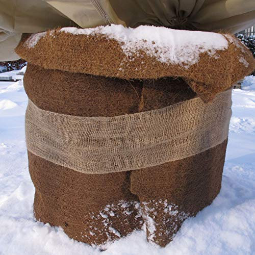 AFP Kokosmatte Winterschutz Pflanzen Extra dick, Natur, 80 x 150 cm Stärke / 600g/qm/Naturmaterial Kokos/Stammschutz Bäume/Frostschutz Kübelpflanzen / 2 Jutesäckchen gratis
