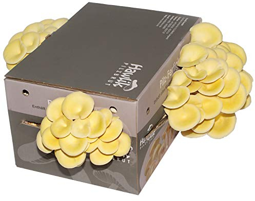 Hawlik Pilzbrut | Limonenpilzkultur klein ca. 3kg I Zitronenseitlinge züchten I ohne Vorkenntnisse I kinderleichtes Zuchtset für Zuhause I frische Limonen-Pilze - Geschenk für Gartenfreunde