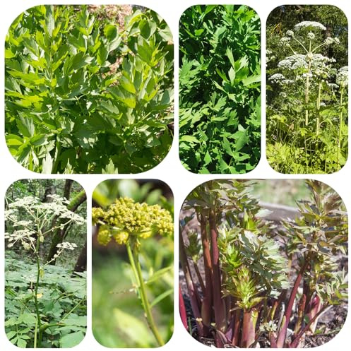 semi di levistico, in vaso giardino da interno rare da giardino in vaso serre balcone appartamento esotiche aromatiche per la cucina 400pcs