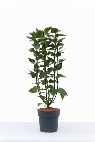 Syringa vulgaris 'Michel Buchner' 60-80 cm – Winterhart, Mehrjährig, Pflegeleicht – Flieder – Heckenpflanze für Garten & Sichtschutz