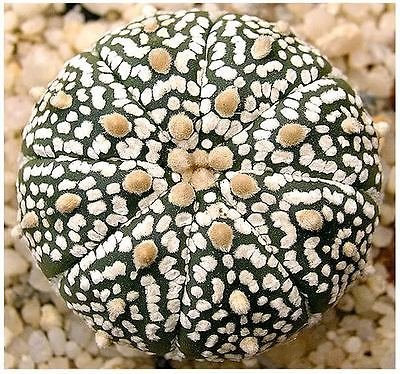 (10) Astrophytum Asterias Sanddollar-Kaktus, Halbseeigel-Kaktus