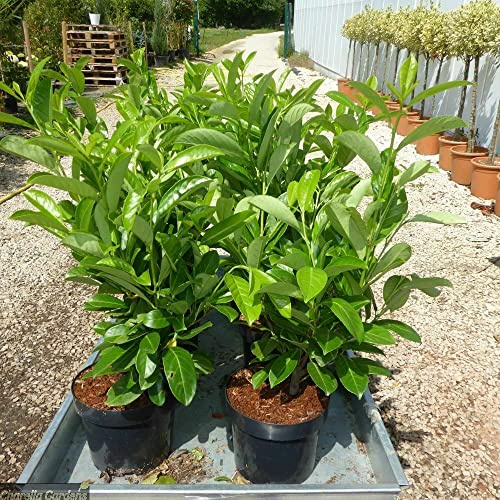 Lauroceraso Prunus laurocerasus 24 piante da siepe in vaso da 2 litri h. 40/60 cm Vivaio di Castelletto