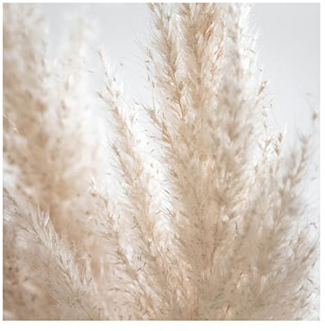 Fototapete - Zartes Pampasgras Close Up, Material: Vlies Smart, Größe HxB: 192x192 cm