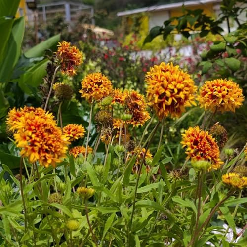 Semillas de Gaillardia, cobertura del suelo Semillas de manta, para invitados decoración resistentes 500pcs
