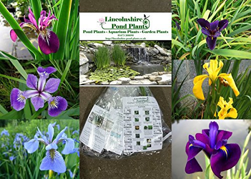 Lincolnshire Pond Plant - Garden Plants - Iris - 6 Selected Iris for Bog Borders - All Ensata