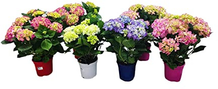 Hortensia - Planta con Flor - Color Surtido - 1 Unidad de Planta Natural para Regalar