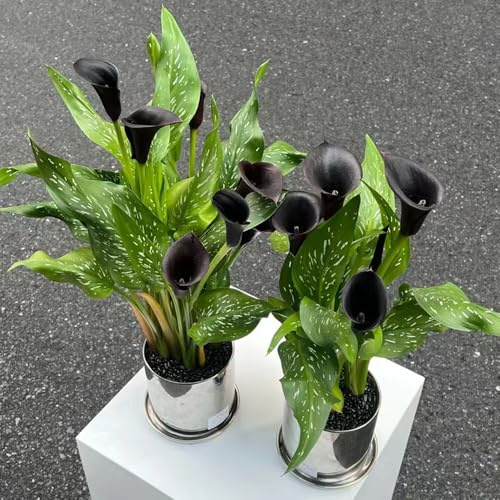 bulbi di calla - Zantedeschia aethiopica - raro giardino sul balcone d'appartamento esotiche resistenti in vaso 4pcs