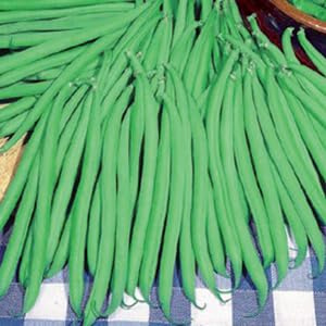 Semi di Fagiolo Rampicante Blue Lake, Fagiolino a Grano Bianco, Alta Qualità 500g