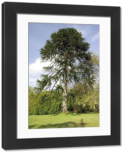 Media Storehouse Monkey Puzzle Tree Framed Print - Dunvegan Castle Gardens, Isle of Skye - Modern Frame 22x18 (58x48cm) (3747890)