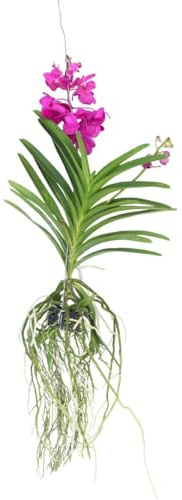 Plant in a Box - Orquídea Vanda 'Tayanee Cerise' - Blanco crema - Altura 65 cm