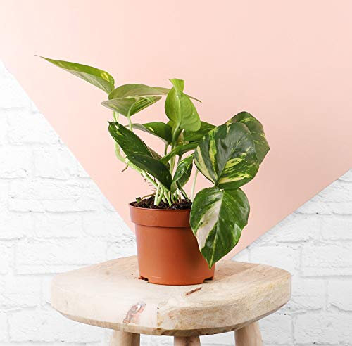 Golden Pothos Plant aka Devil's Ivy or Epipremnum Aureum in a 12cm Pot, Indoor House Plant with Free Next Day Delivery, Carefully Packaged with a Detailed Care Guide