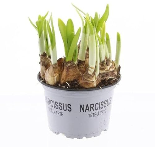 Bulbo de Narciso Amarillo Flores de Exterior muy Llamativas para Terraza y Jardín