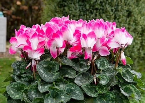 100 graines de fleurs de cyclamen