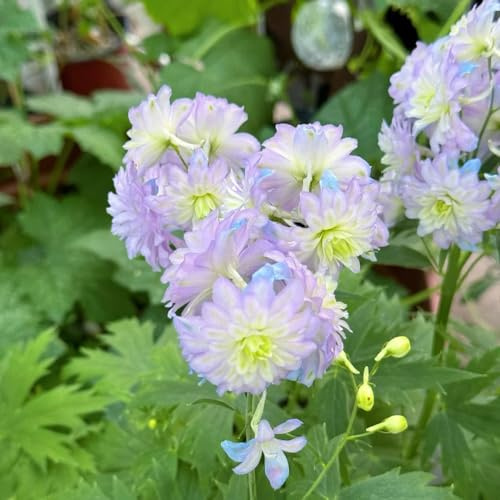 Semi di delphinium, balcone resistenti giardino 750pcs