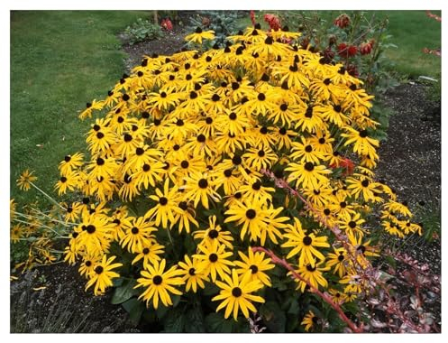 Stauden Gänge 3 x Rudbeckia fulgida 'Goldsturm' (Winterhart/Staude//Mehrjährig/Stauden) Sonnenhut - Dauerblüher mit leuchtender Präsenz - Sehr Bienenfreundlich - Sehr wertvolle Staude