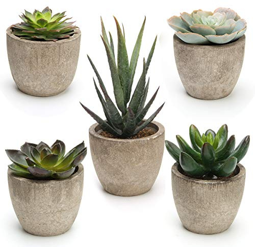 Coitak Artificial Succulent Plants Potted, Assorted Decorative Faux Succulent Potted Fake Cactus Cacti Plants with Pots, Set of 5