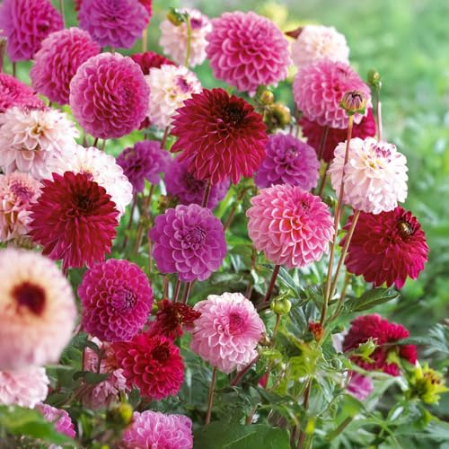 Bulbes (racines tubéreuses) de DAHLIA | Bulbes provenant des meilleurs producteurs néerlandais | Sélection et contrôle | Floraison garantie. (3 Dahlia Pink & Purple)