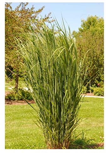 Stauden Gänge 3 x Panicum virgatum 'Northwind' im 1 Liter Topf (Ziergras/Gräser/Winterhart/Mehrjährig/Staude) Reisen Rutenhirse - TOP SORTE/EXTREM AUFRECHT - Perfekt für als Sichtschutz