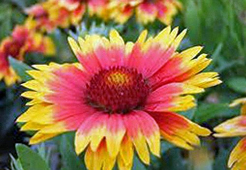 Gaillardia Kokardenblume, 150pcs5+ Samen Bio, Schöne helle ße Schnittblume;seeds only