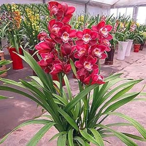 Cymbidium Orchid bulbi,Orchidea del cymbidium,cymbidium pianta vera,Piante erbacee perenni,Ambiente paesaggistico,Decorazione del giardino(non fiori artificiali,senza semi)-3 bulbi-F