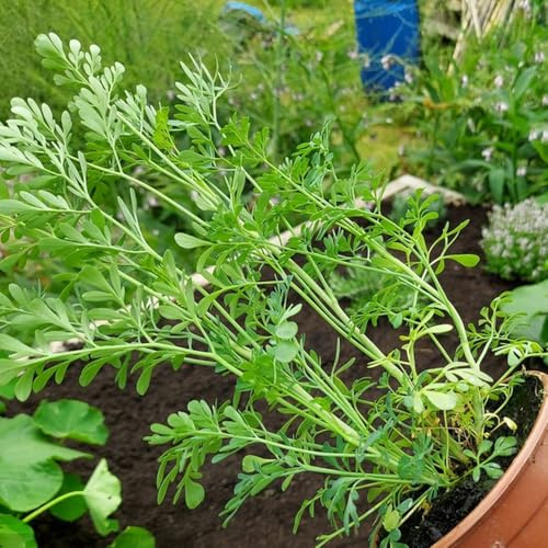 Comprar semillas de ruda, de balcón resistentes Ruta graveolens, resistentes en semillas de raras Balcón con lecho de jardín 200pcs