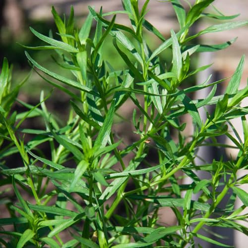 semillas de estragón cultivo de jardín verdes orgánicas resistentes jardineros jardín semillas productos 600pcs