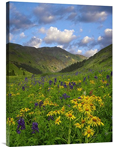 Global Gallery Budget GCS-396568-2432-142 Tim Fitzharris Orange Sneezeweed and Delphinium in American Basin Colorado Gallery Wrap Giclee on Canvas Print Wall Art