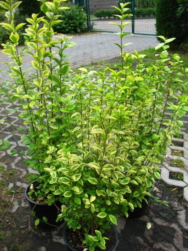 Goldliguster Ligustrum ovalifolium Aureum 60-80 cm hoch im 5 Liter Pflanzcontainer