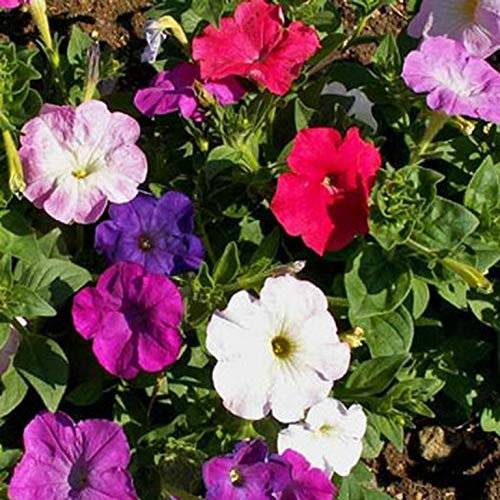 250 Petunia Nana Compacta Mixed Seeds - Mixed Colour Flowers - 250 Seeds