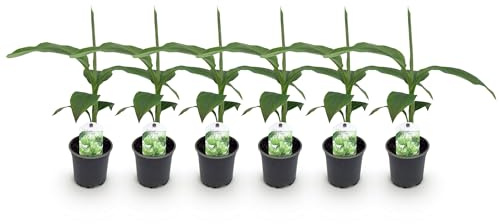 Pianta da frutto - Pianta di banano - Musa Basjoo - Difficile | 6 pezzi - 30cm - Ø12cm - Pianta da giardino