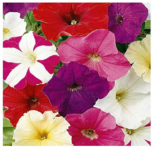 Lot de 50 graines de Pétunia nain variétés Choice Mixed - plante annuelle