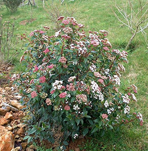 3x Garden Shrub Plants, Viburnum tinus, WINTER flowering hardy outdoor garden bush