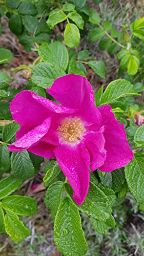 Rosa rugosa 'Rubra' / Rosier rugueux rouge/Conteneur de 3 à 4 litres