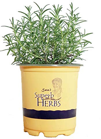 Sara's Superb Herbs - Rosmarinus officinalis 'Arp' (Rosemary) Herb, , 1 - Size Container