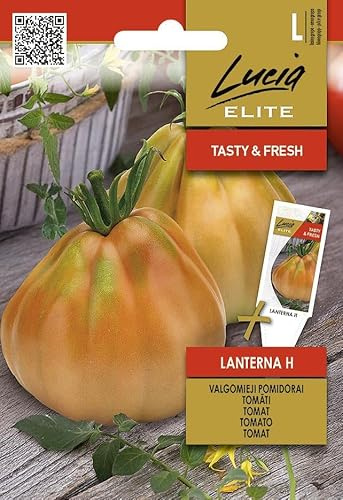 Lucia Elite | Pomodoro - LANTERNA H Sementi per orto | Frutti grandi a pera dolci carnosi | Ibrido per serra e giardino | Semi di pomodoro | 1 bustina