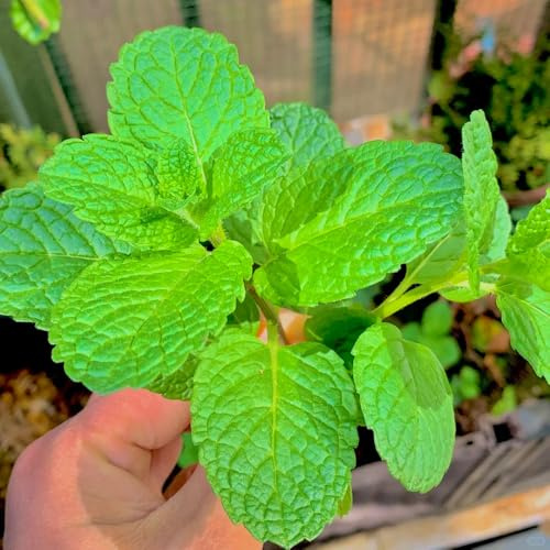 semillas de menta marroquí orgánica - exóticas jardín, variedades antiguas perenne 300pcs