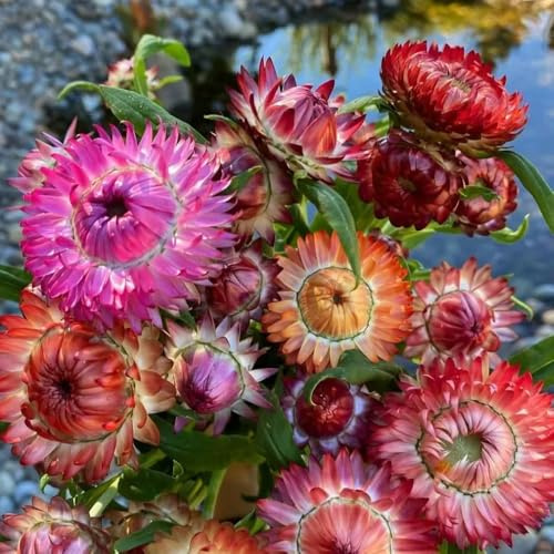 Semi di paglia perenni, campo Xerochrysum bracteatum, balcone resistenti vecchie varietà, rustiche 600pcs