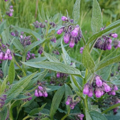 semi di consolida, rare resistenti per giardini rocciosi, appartamento, 300pcs