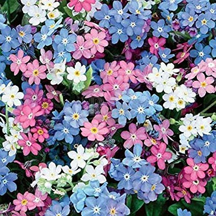 MYOSOTIS ALPESTRIS MISCUGLIO NR.50 SEMI - NON TI SCORDAR DI ME