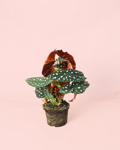 Begonia Maculata | Plantas Naturales Interior | Pur Plant