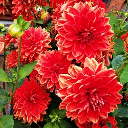 Dahlia Bulbs,Dahlia Tubers(Plant Bulbs,Garden Flowers,Ornamental Flowers,Wedding Flowers,Hardy Perennial)-2bulbs-d
