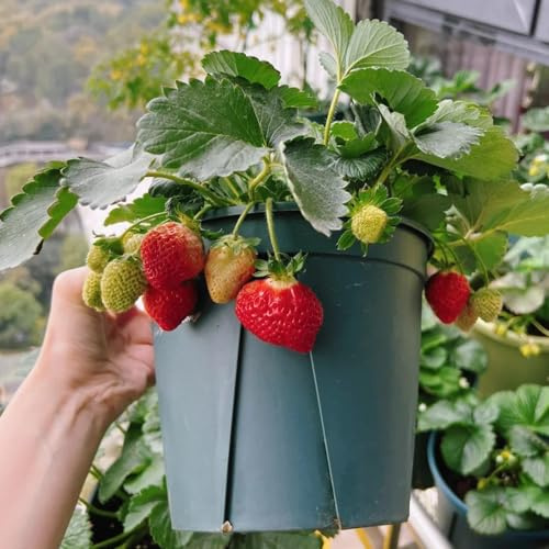 semillas fresas balcon - resistentes lecho 85pcs